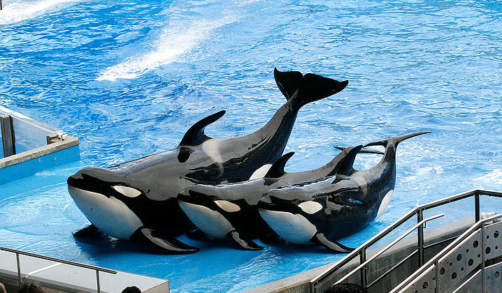 Three of the orcas demonstrate a trick near the end of the show. This trick is actually meant to show how killer whales can jump on on ice edges to catch their prey.